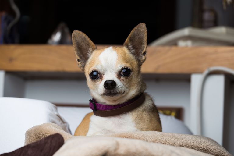 Le chihuahua : bien plus qu'une "carpette". Le chihuahua : bien plus qu'une "carpette".