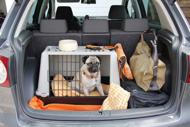 Voyage en Espagne avec un chien - Comment le rendre détendu ! Voyage en Espagne avec un chien - Comment le rendre détendu !