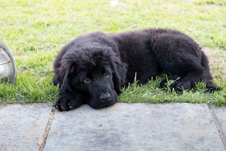 Le chien mange de l'herbe : causes et effets Le chien mange de l'herbe : causes et effets