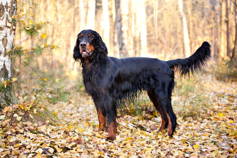 Setter kutyák: Gordon - Info és képek Setter kutyák: Gordon - Info és képek