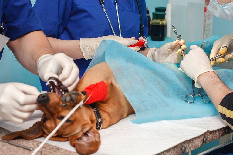 Rák a kutyáknál - a rák oka, diagnózisa, megelőzése a kutyáknál Rák a kutyáknál - a rák oka, diagnózisa, megelőzése a kutyáknál