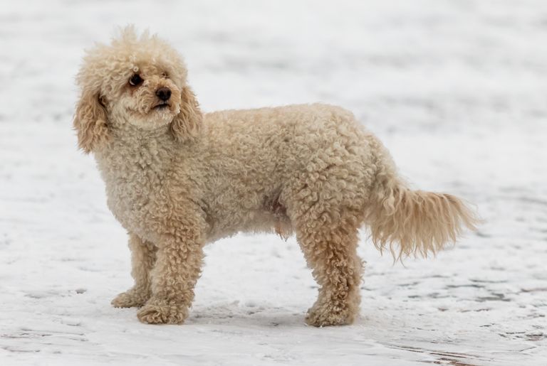 Mini Goldendoodle - méret, temperamentum, karakter, ár + képek Mini Goldendoodle - méret, temperamentum, karakter, ár + képek
