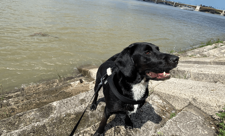 Tractive experience review - is it worth it? Tractive experience review - is it worth it?