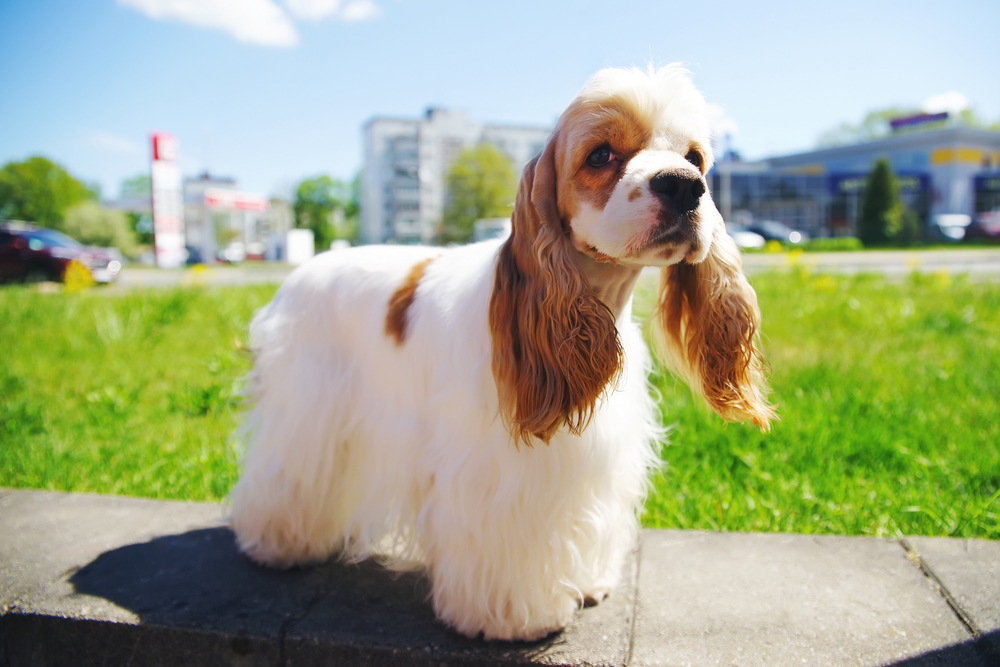 Fellpflege Unsere Top 15 dogbible