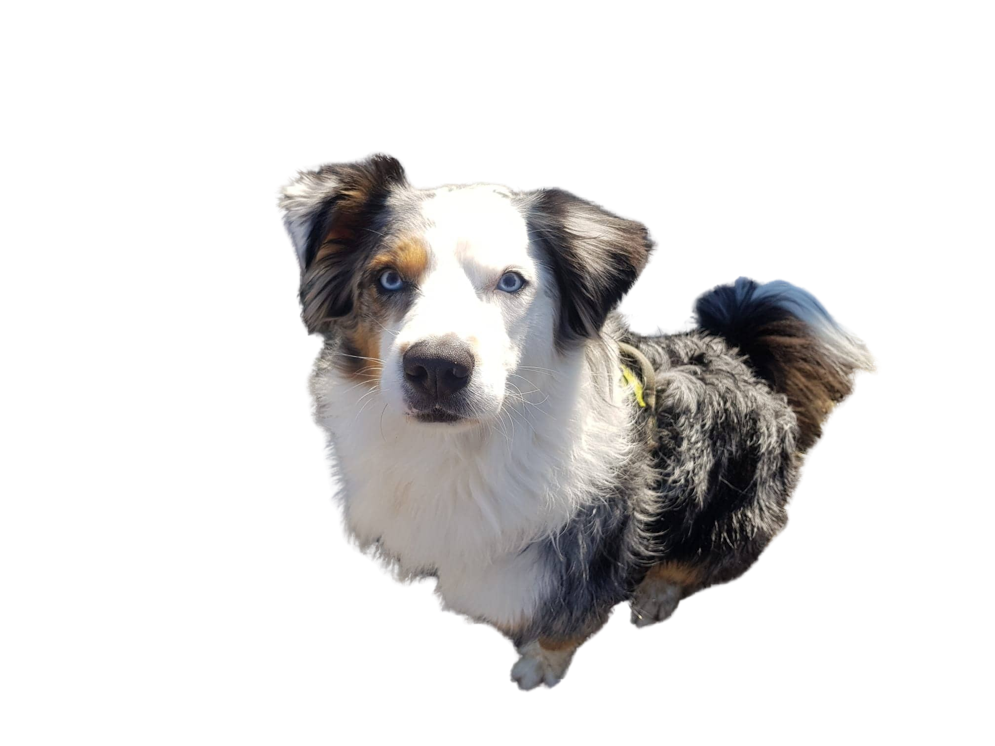 ボーダーオージー キャラクター アティチュード 犬種写真 Dogbible