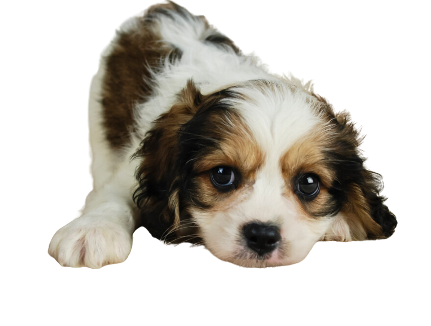 Cavachon Calendar 2025 Uk 