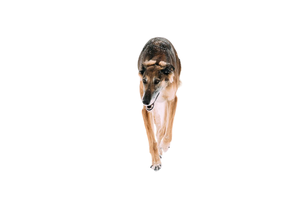 Chortaj Charakter & Haltung Hunderasse Bilder dogbible