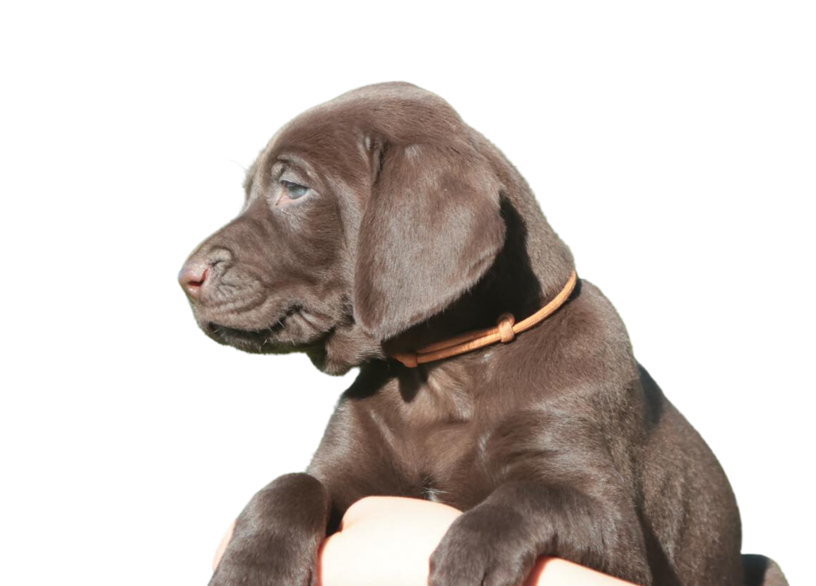 German Shorthaired Lab Charakter & Haltung Hunderasse Bilder dogbible