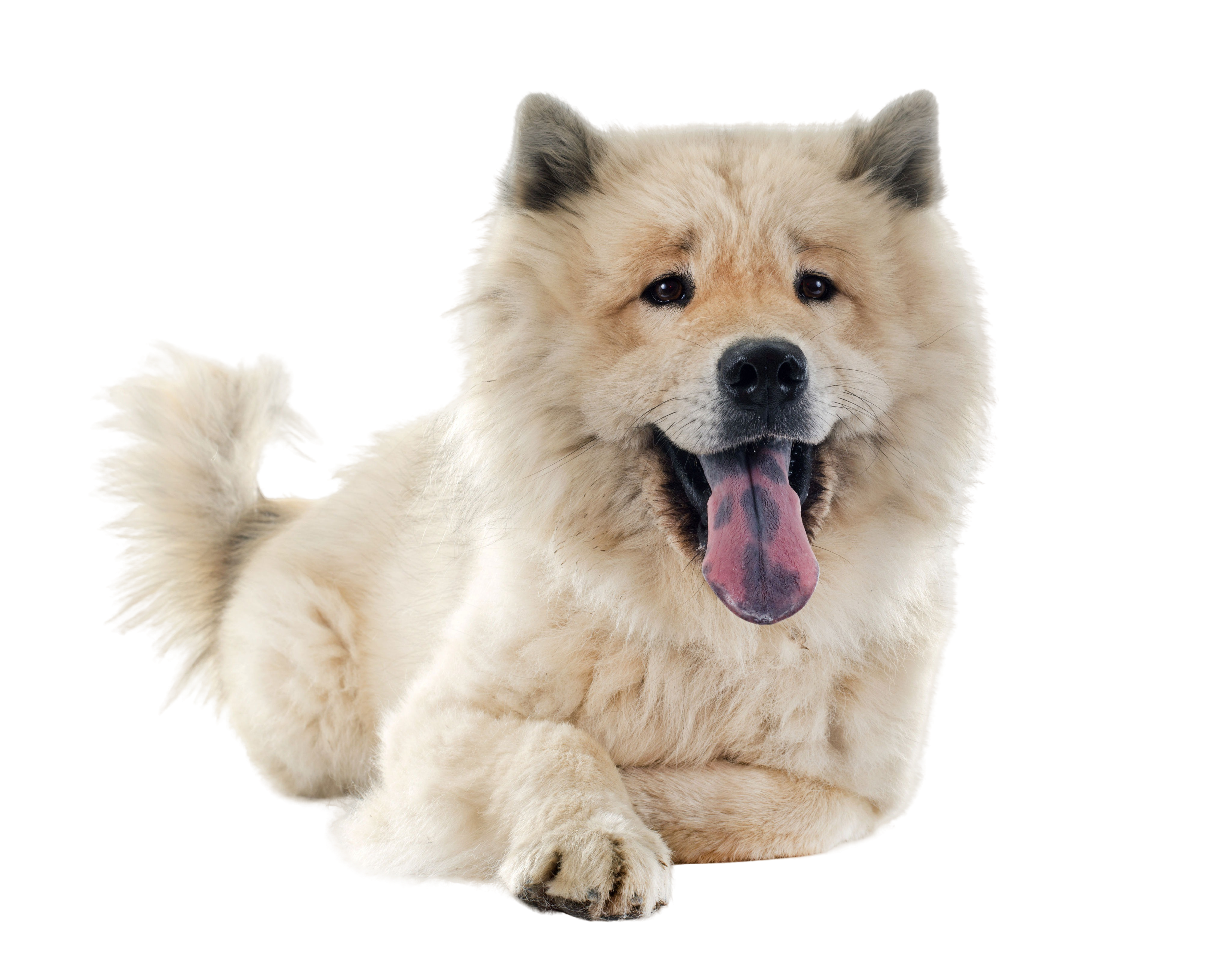Eurasier: & Haltung - Hunderasse Bilder - dogbible