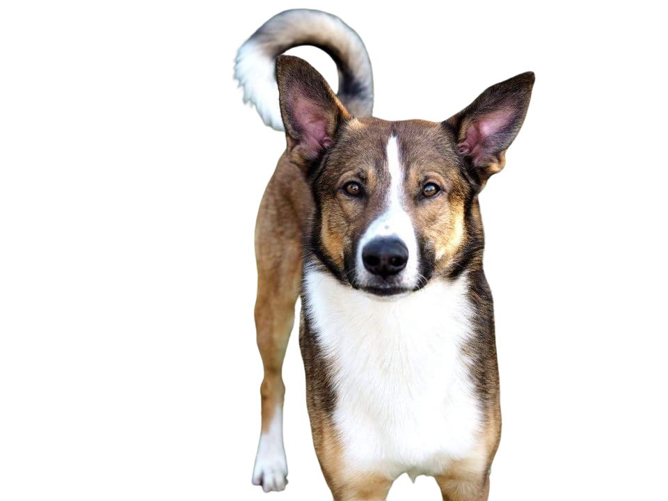 Euro Mountain Sheparnese Charakter & Haltung Hunderasse Bilder dogbible