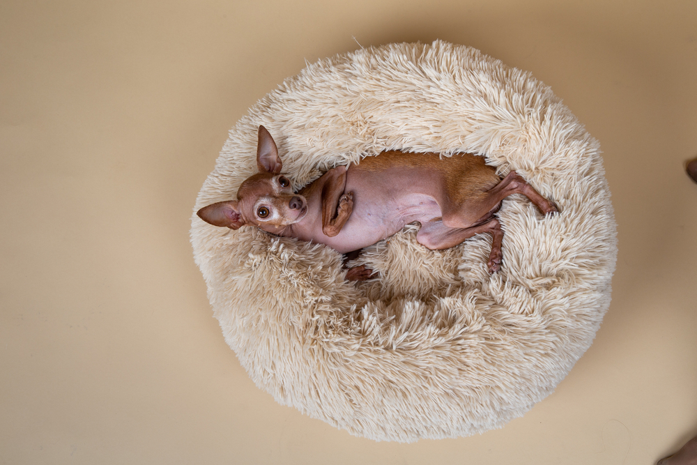 Kuscheliges Hundebett: Hundebett Flocke - Unsere Top 11 - dogbible