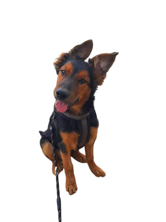 Harzer Shepherd: Charakter &amp; Haltung - Hunderasse Bilder - dogbible