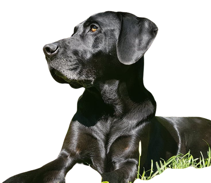 Wie Alt Wird Ein Labrador Mix