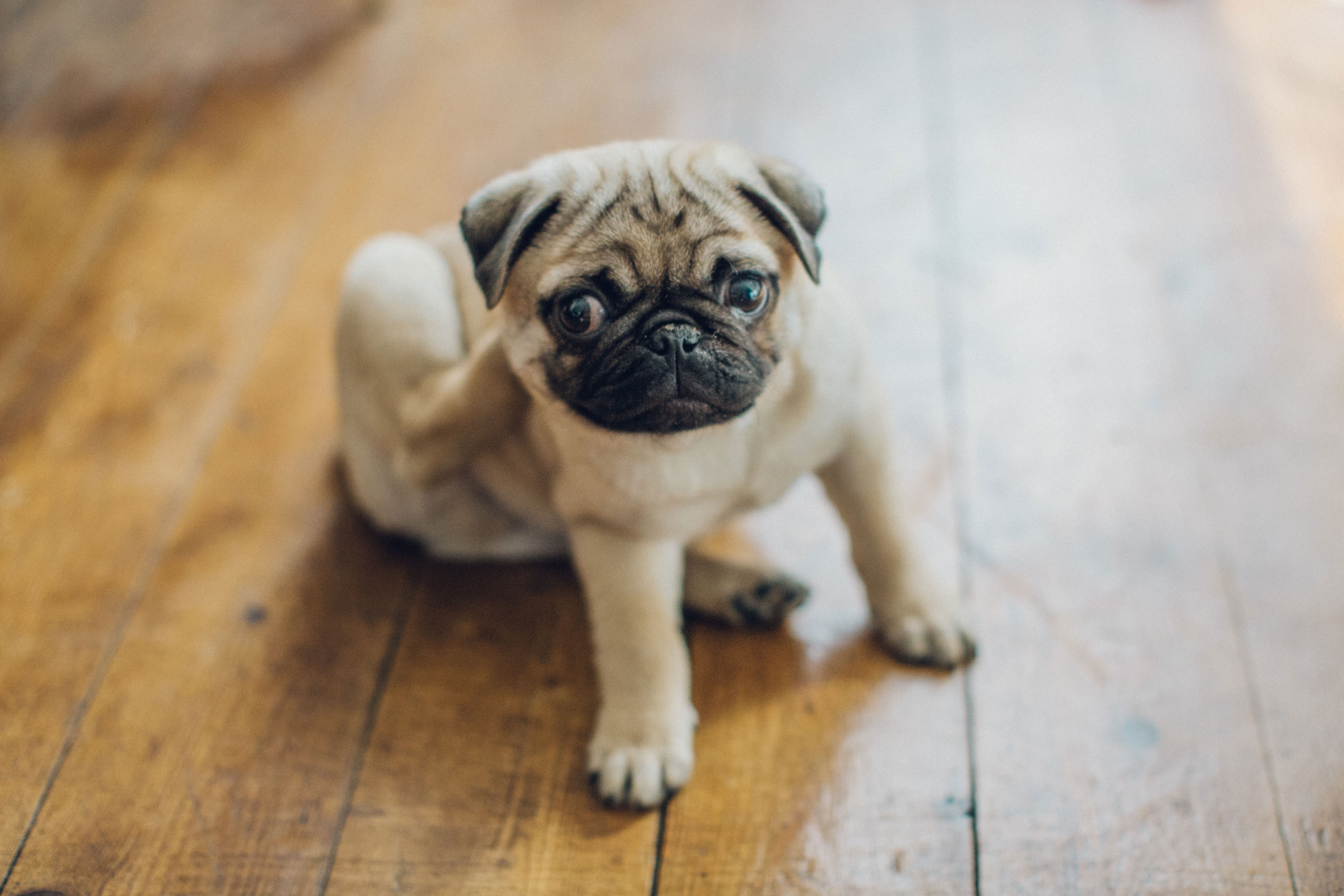 3 Gründe, warum sich dein Hund ständig kratzt dogbible