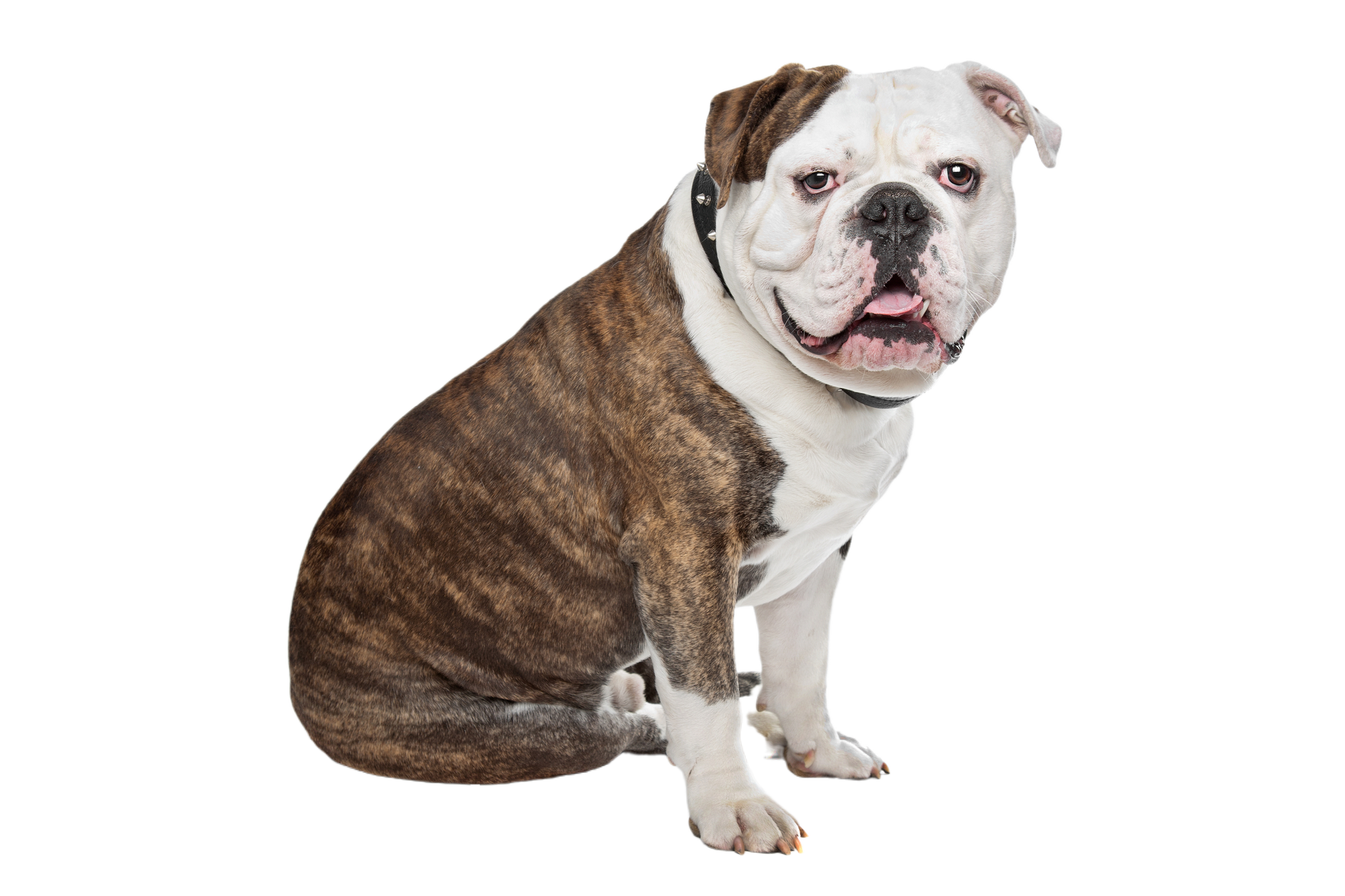 Olde English Bulldogge Charakter & Haltung Hunderasse Bilder dogbible