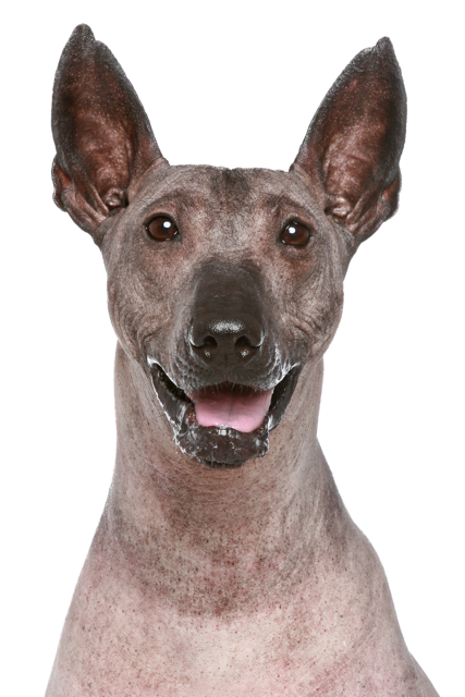Peruanischer Nackthund: Charakter & Haltung - Hunderasse Bilder - dogbible