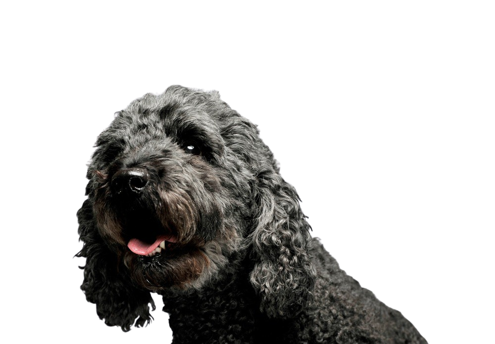 Pumi Charakter & Haltung Hunderasse Bilder dogbible