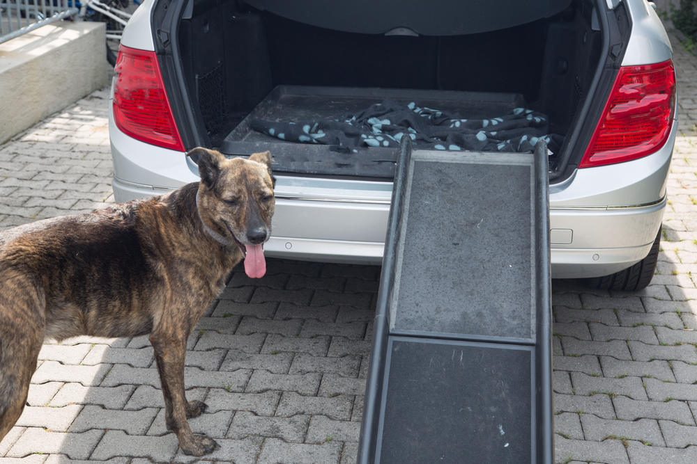 Alter Hund Kommt Treppe Nicht Mehr Hoch
