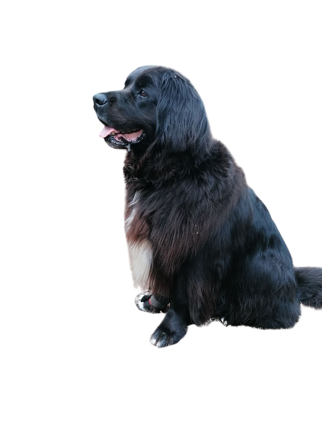 Can Newfoundlands Be Left Alone