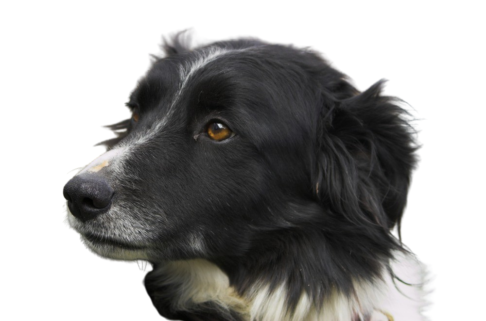 Welsh Sheepdog Charakter & Haltung Hunderasse Bilder dogbible