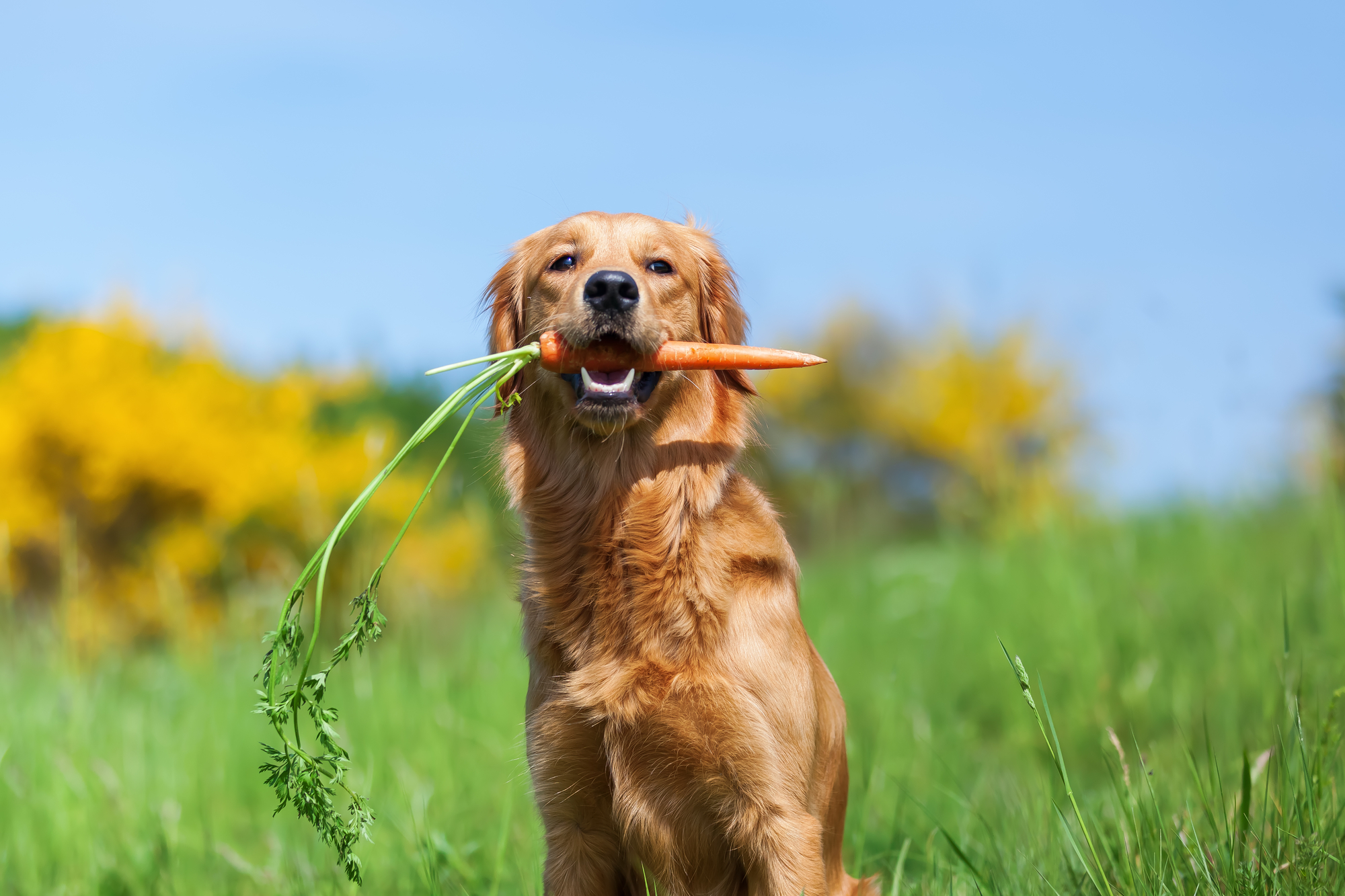 Are dogs allowed to eat carrots? dogbible