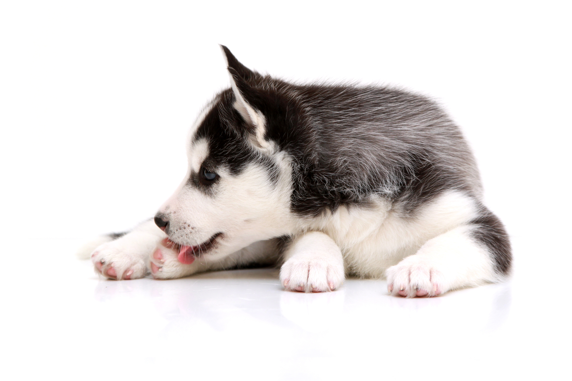 Why your dog nibbles its claws dogbible