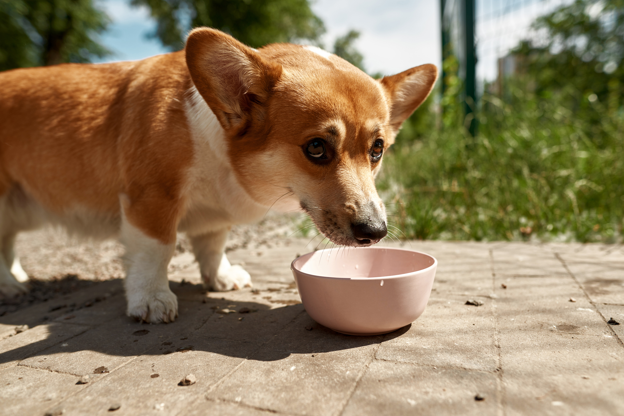 Image showcasing Can my dog eat lentils? - dogbible