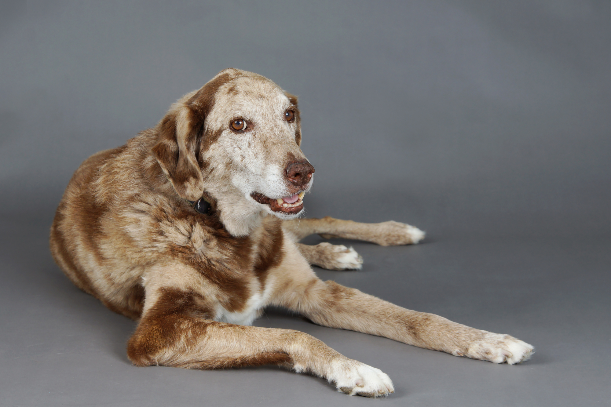 Slacking Dog Dog often smacks - these are the reasons - dogbible