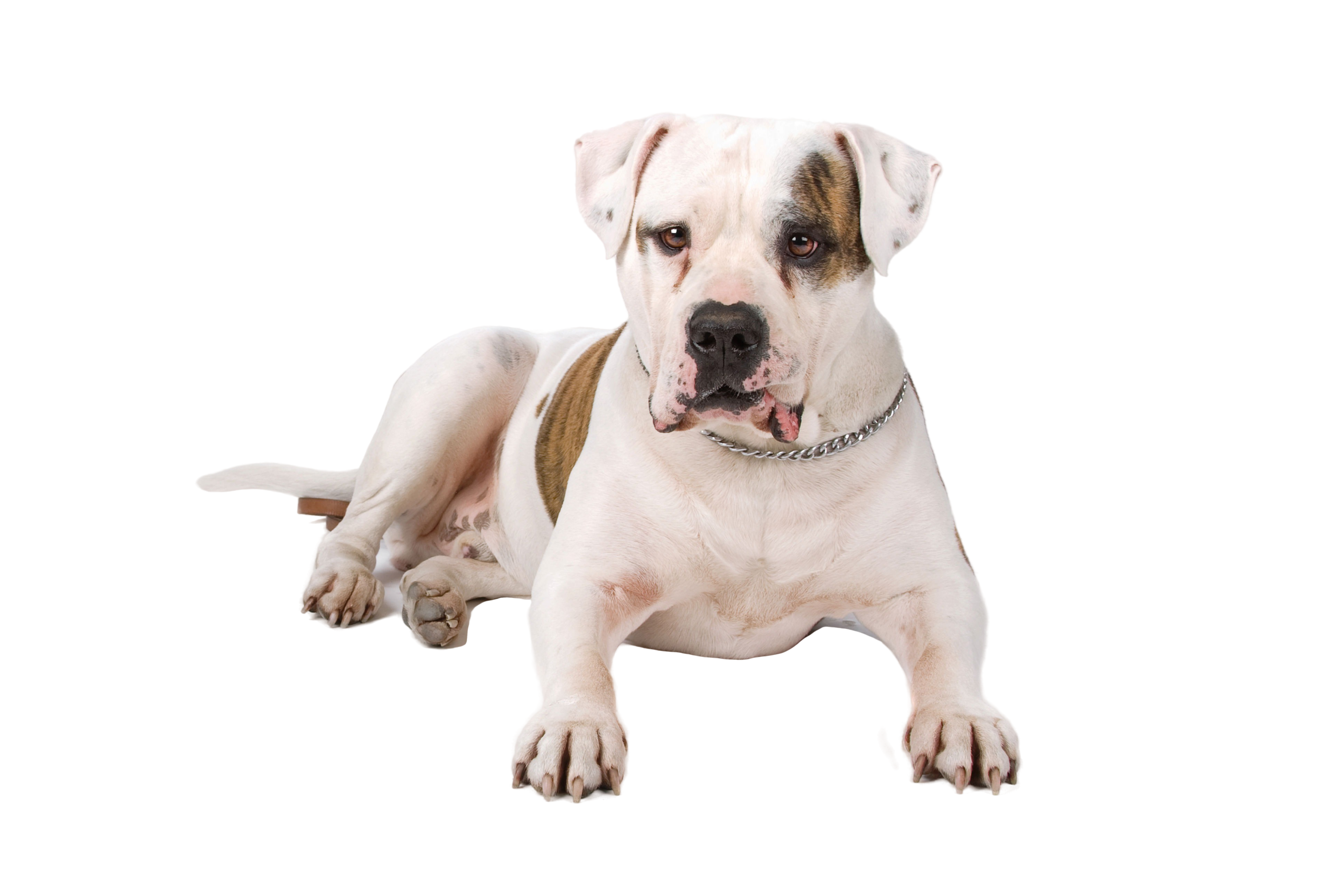 are american bulldogs good fighting dogs