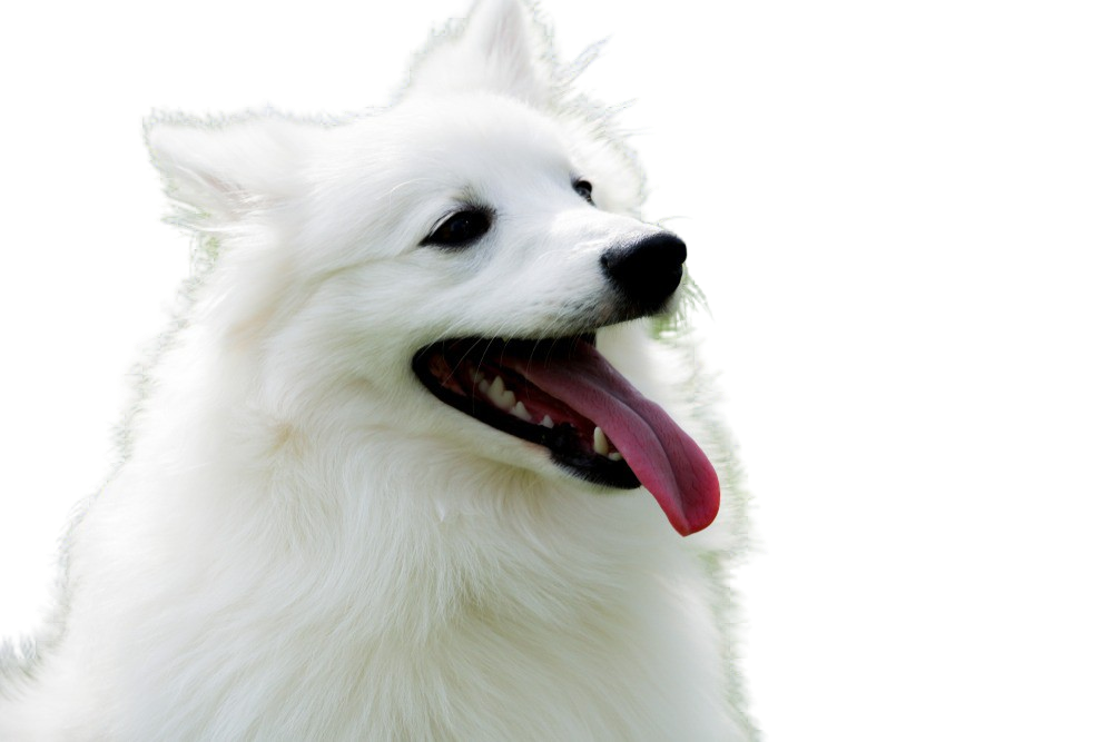 a dog which looks like american eskimo but bigger