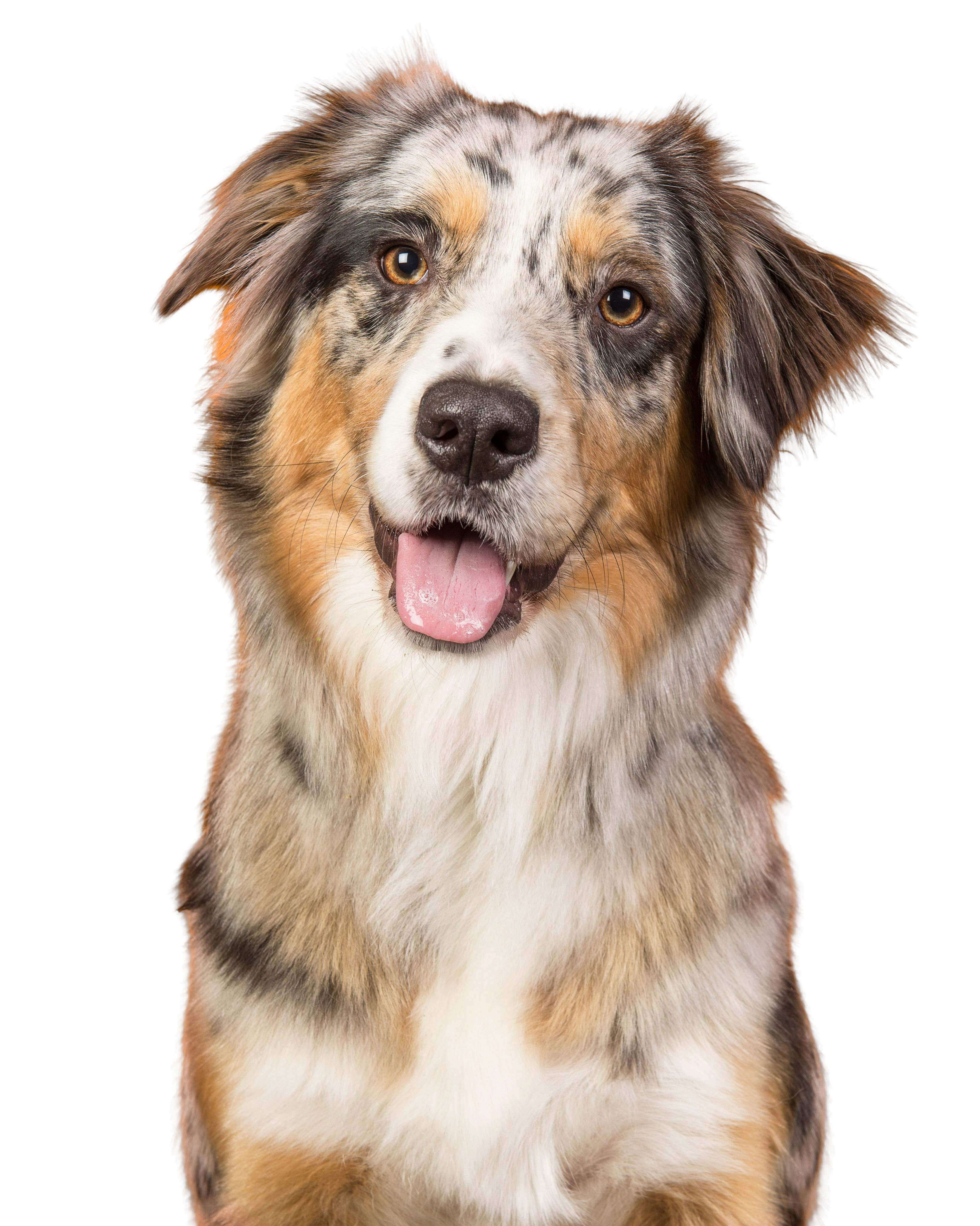 Australian Shepherd: Character & Ownership - Dog Breed Pictures - dogbible