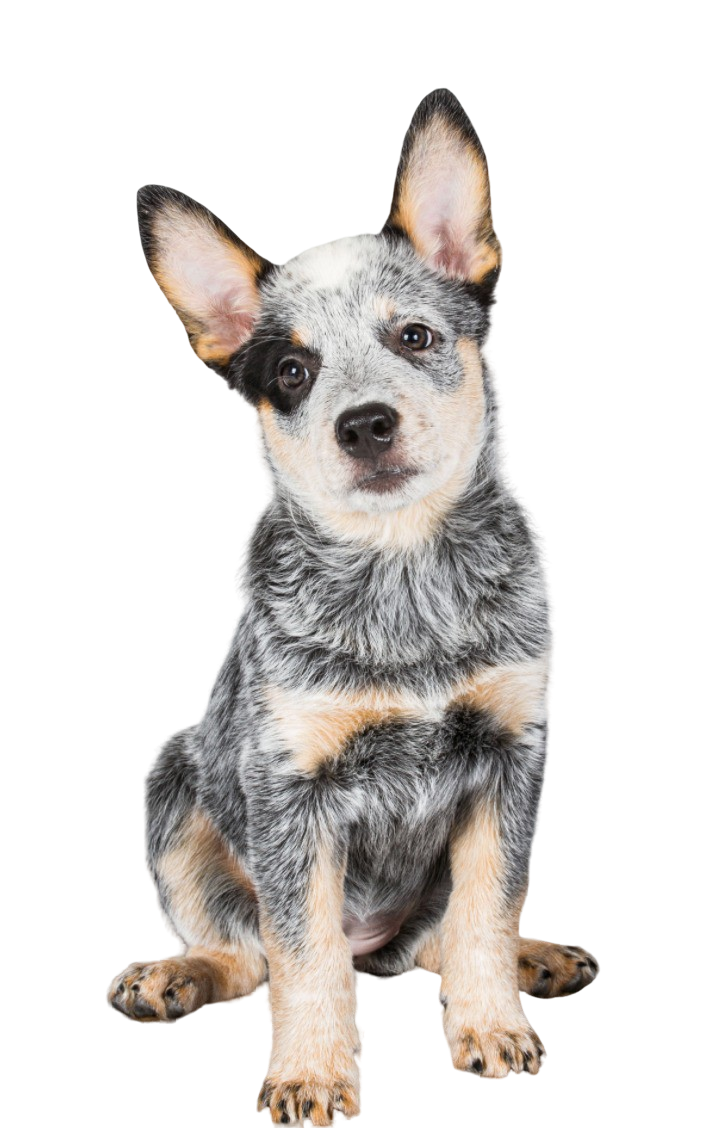 australian stumpy tail cattle dog is a mixed breed