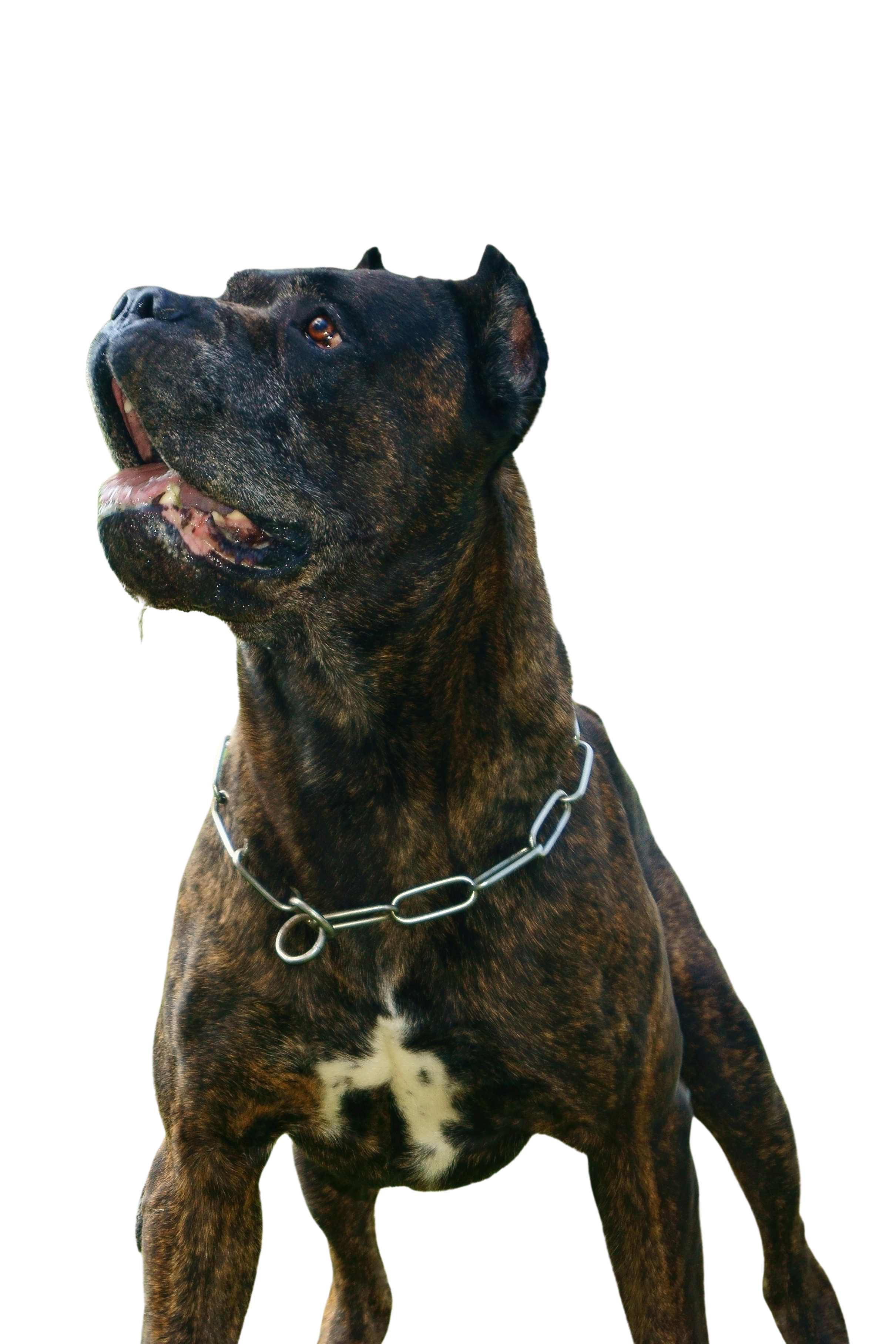 forklare Alexander Graham Bell Udholdenhed Bandog: Character & Ownership - Dog Breed Pictures - dogbible