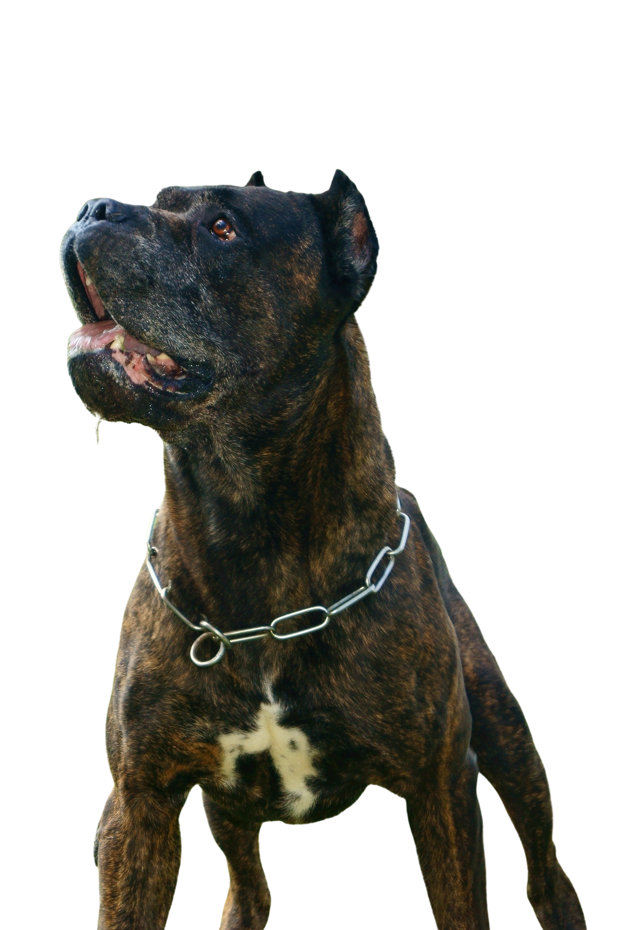 American Bandogge Puppies