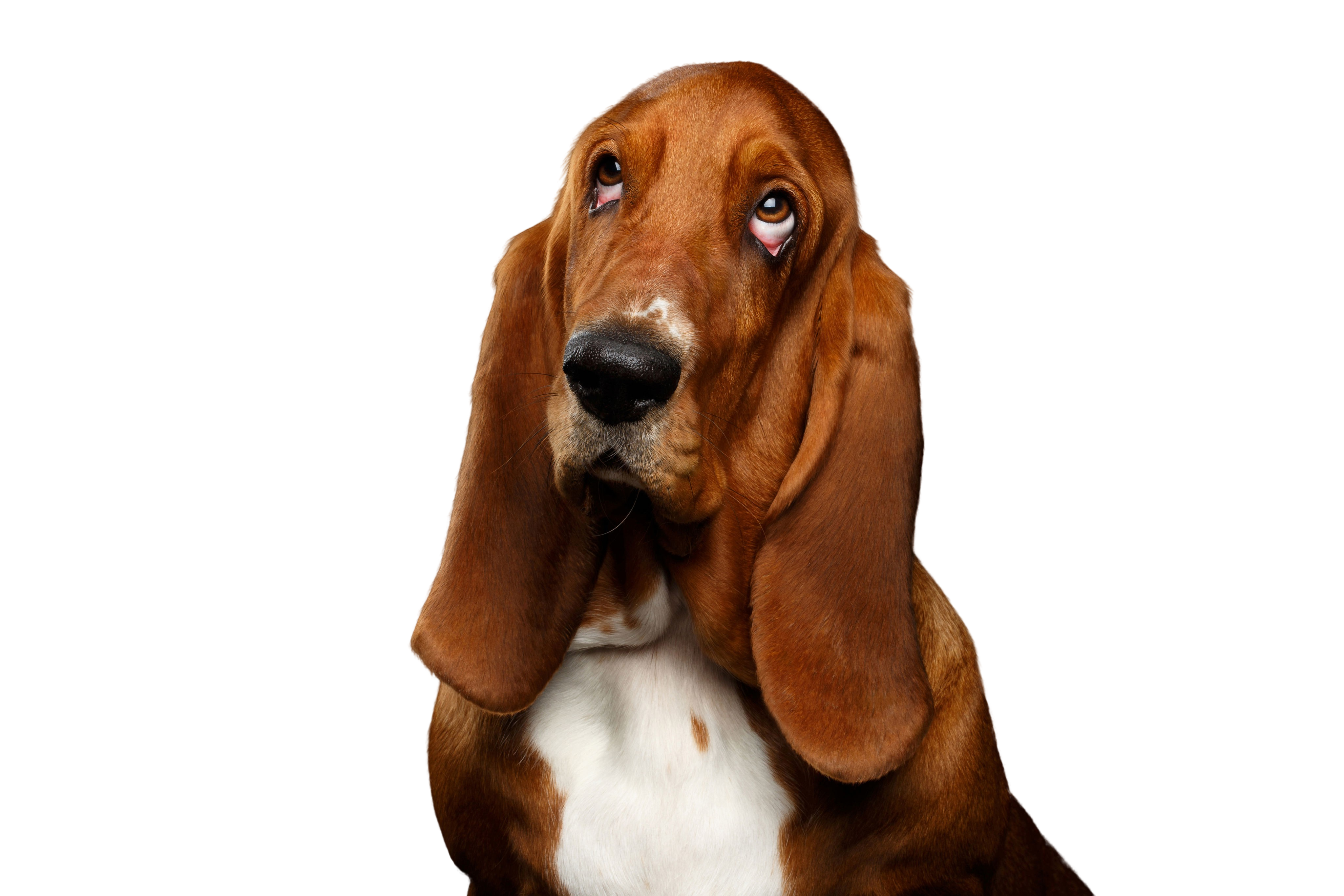 Basset Hound: Character Dog Breed Pictures dogbible