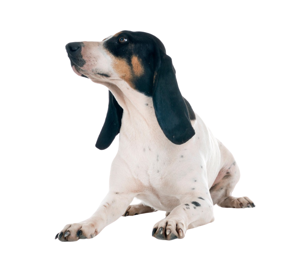 Swiss Hound: Character & Ownership - Dog Breed Pictures - dogbible