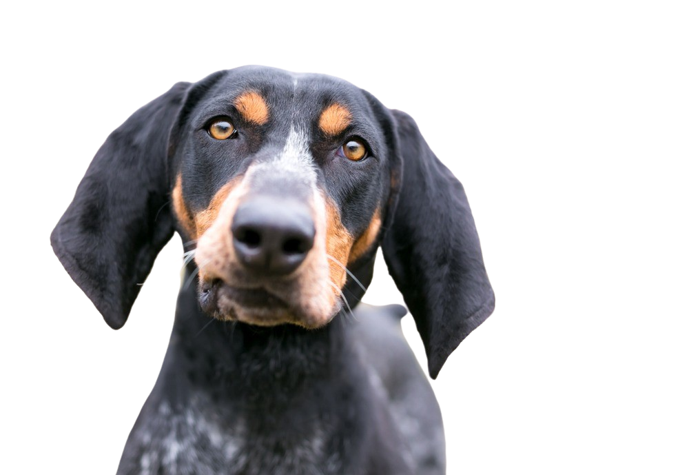 are bluetick coonhounds intelligent dogs