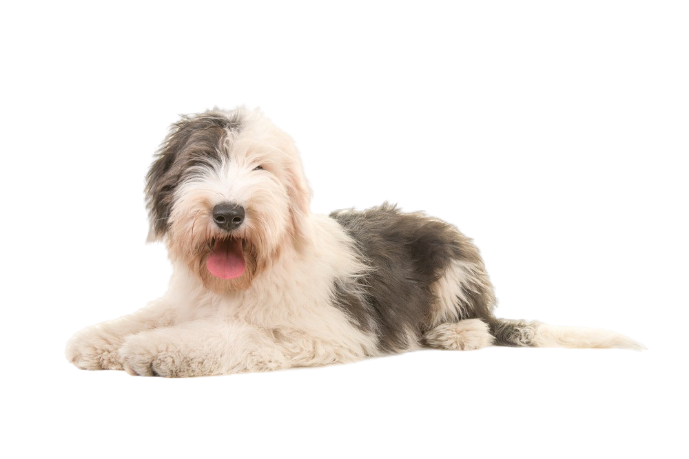 Sheepdog Inglês Velho (bobtail) Imagem de Stock - Imagem de bobo, isolado:  14317501