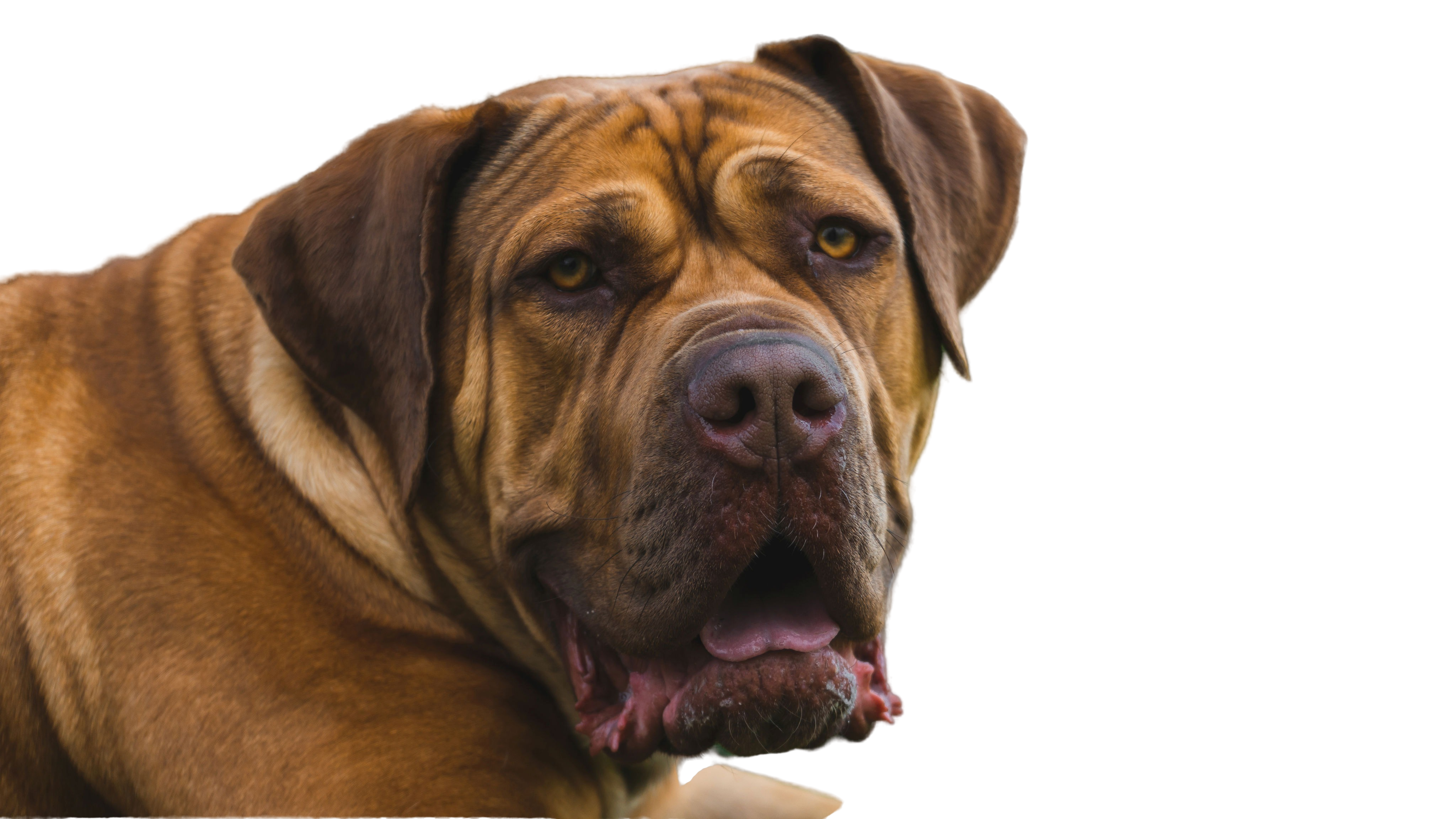 are boerboel hypoallergenic