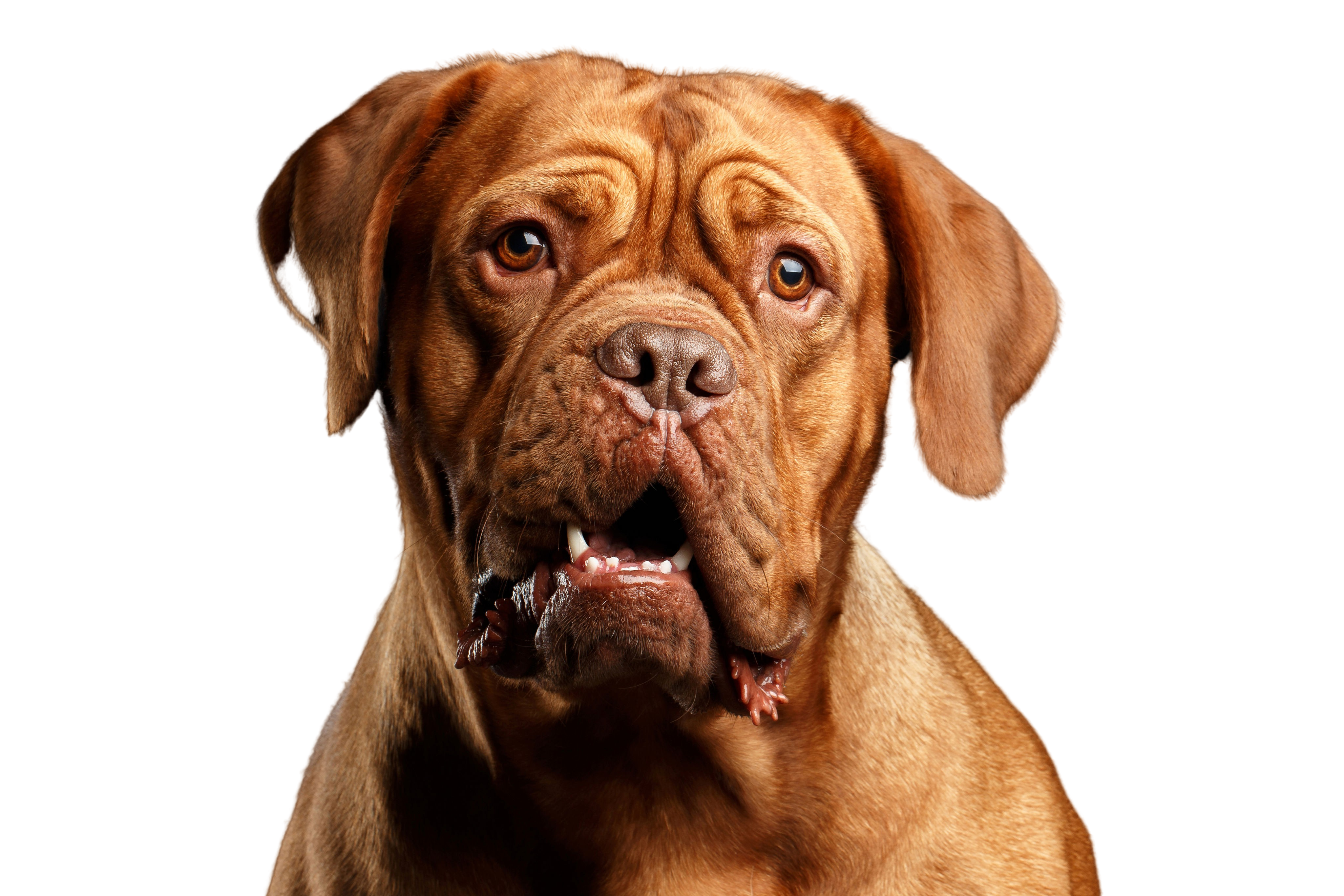 how much is a dogue de bordeaux puppy