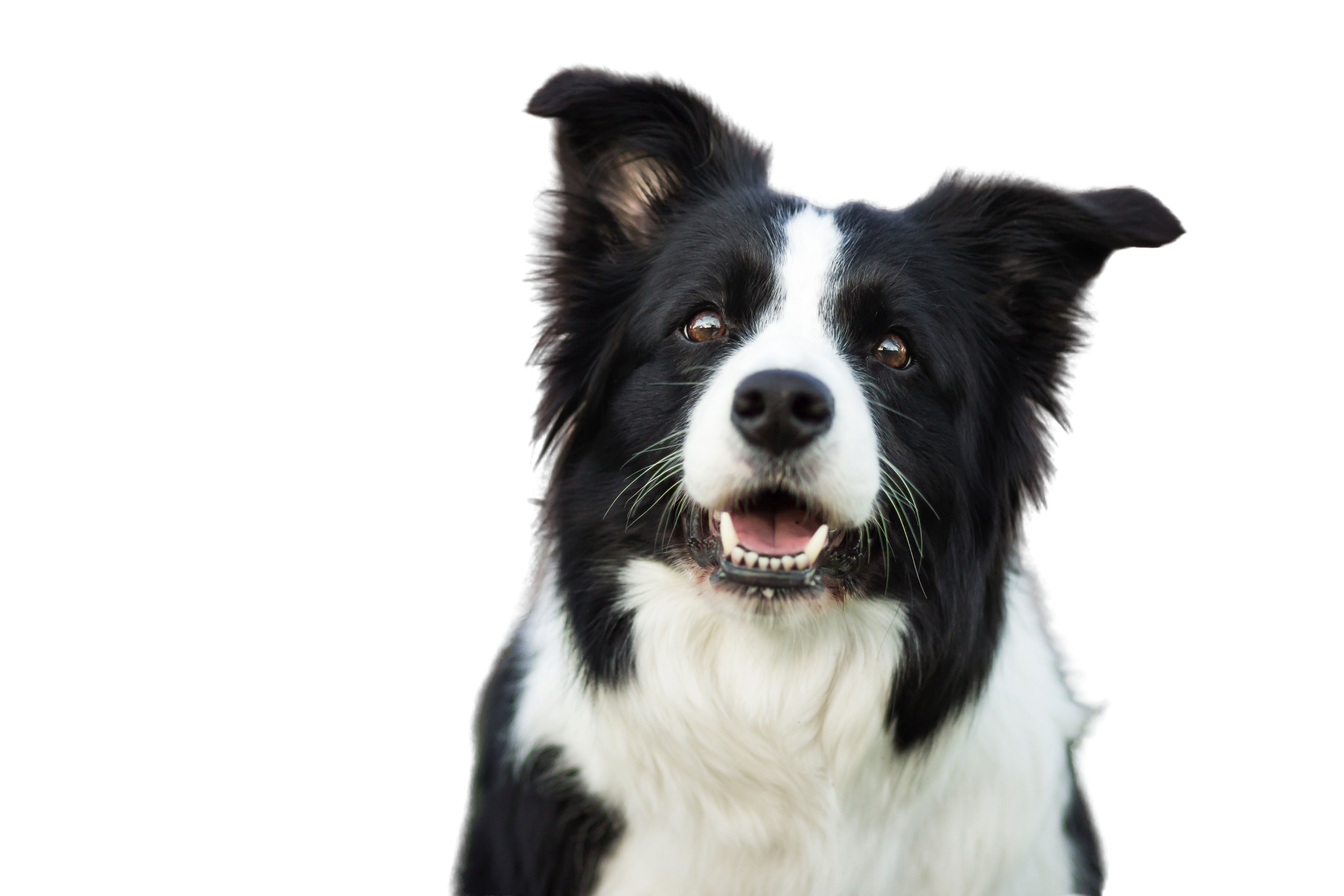 About The Breed: Border Collie