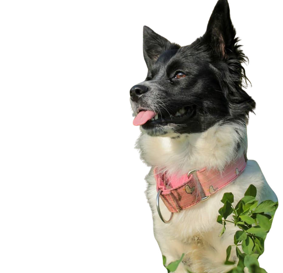 Border dog Character & Ownership Dog Breed Pictures dogbible