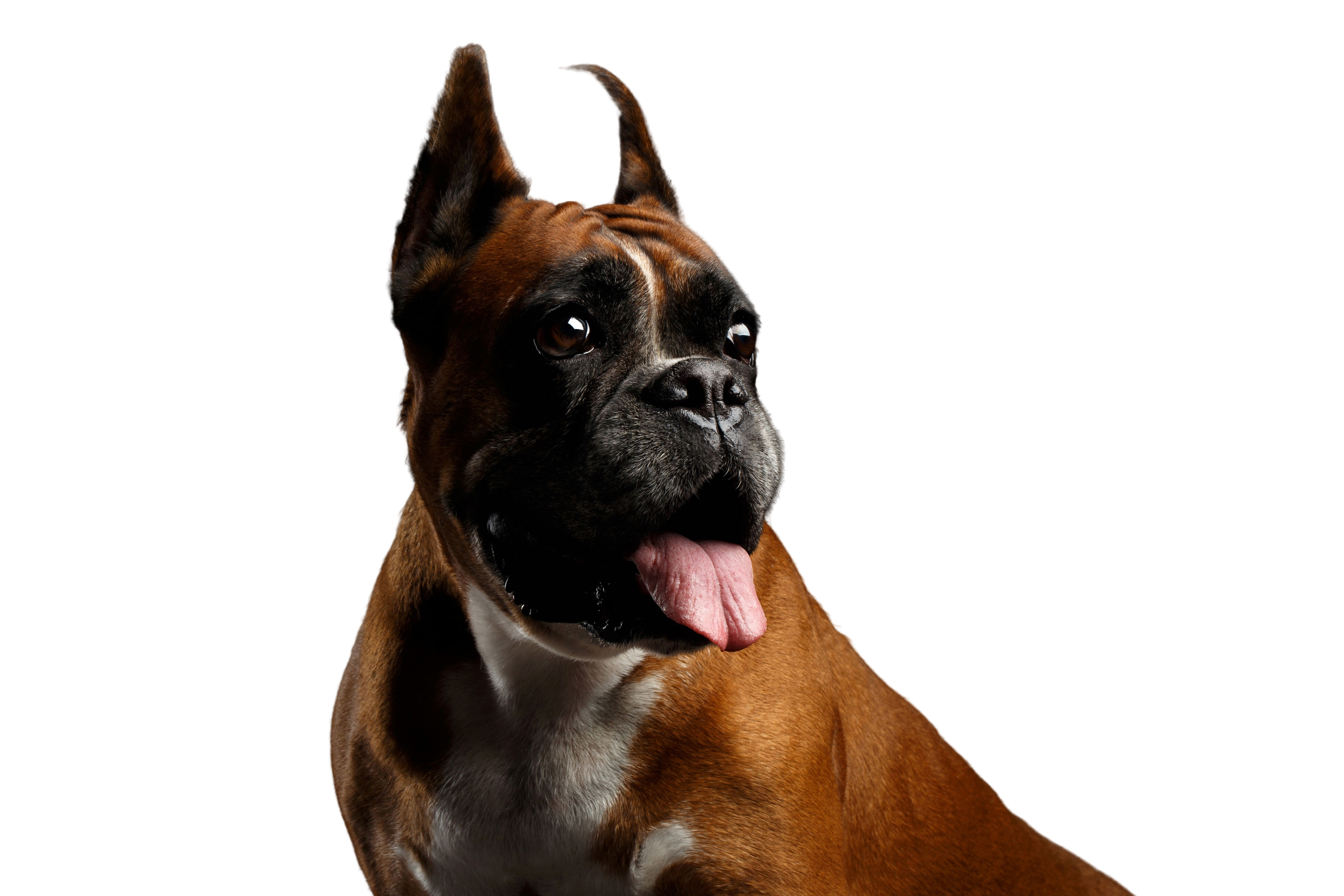 are boxer dogs kid friendly