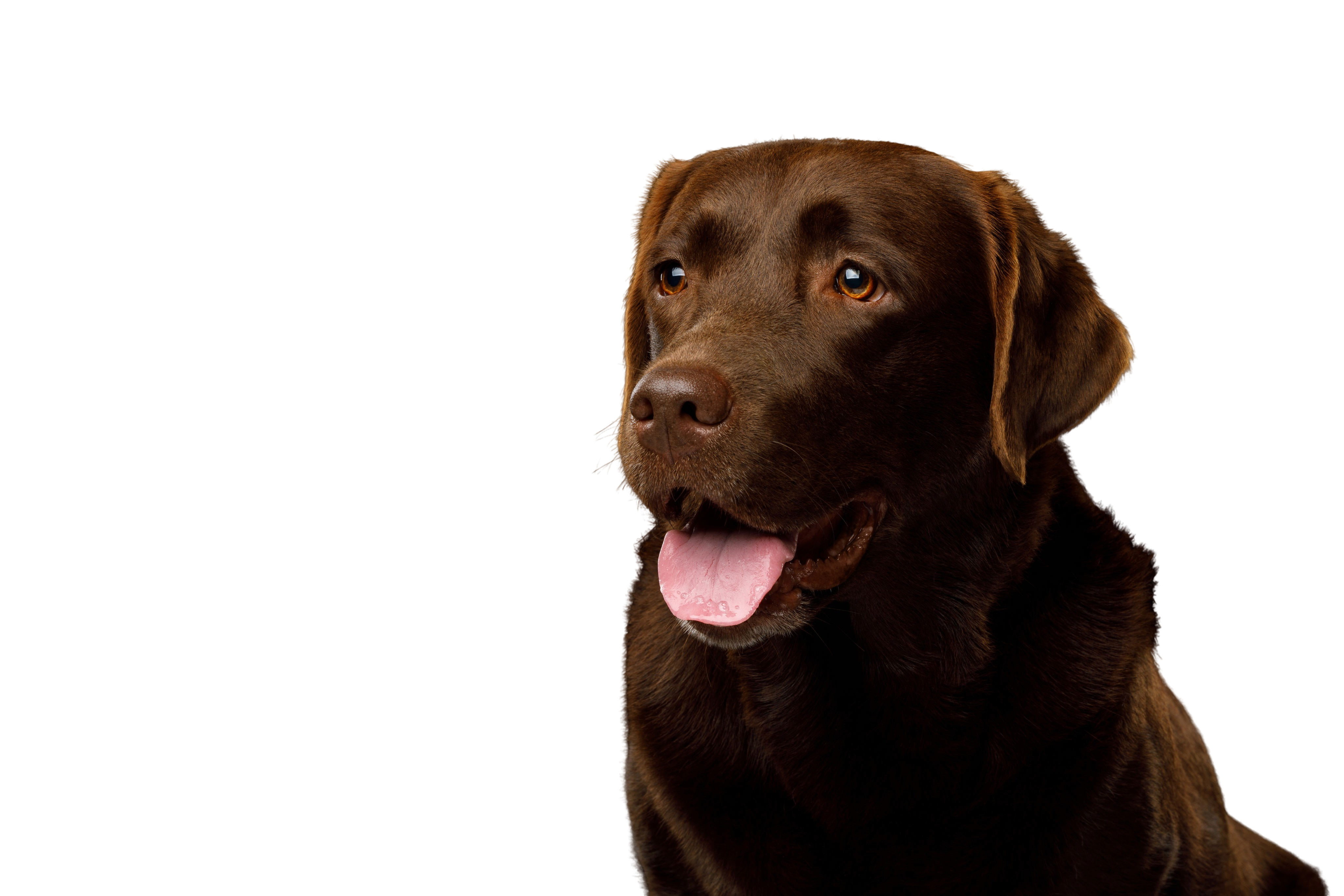 Labrador Retriever: Character & Ownership - Dog Breed Pictures - dogbible