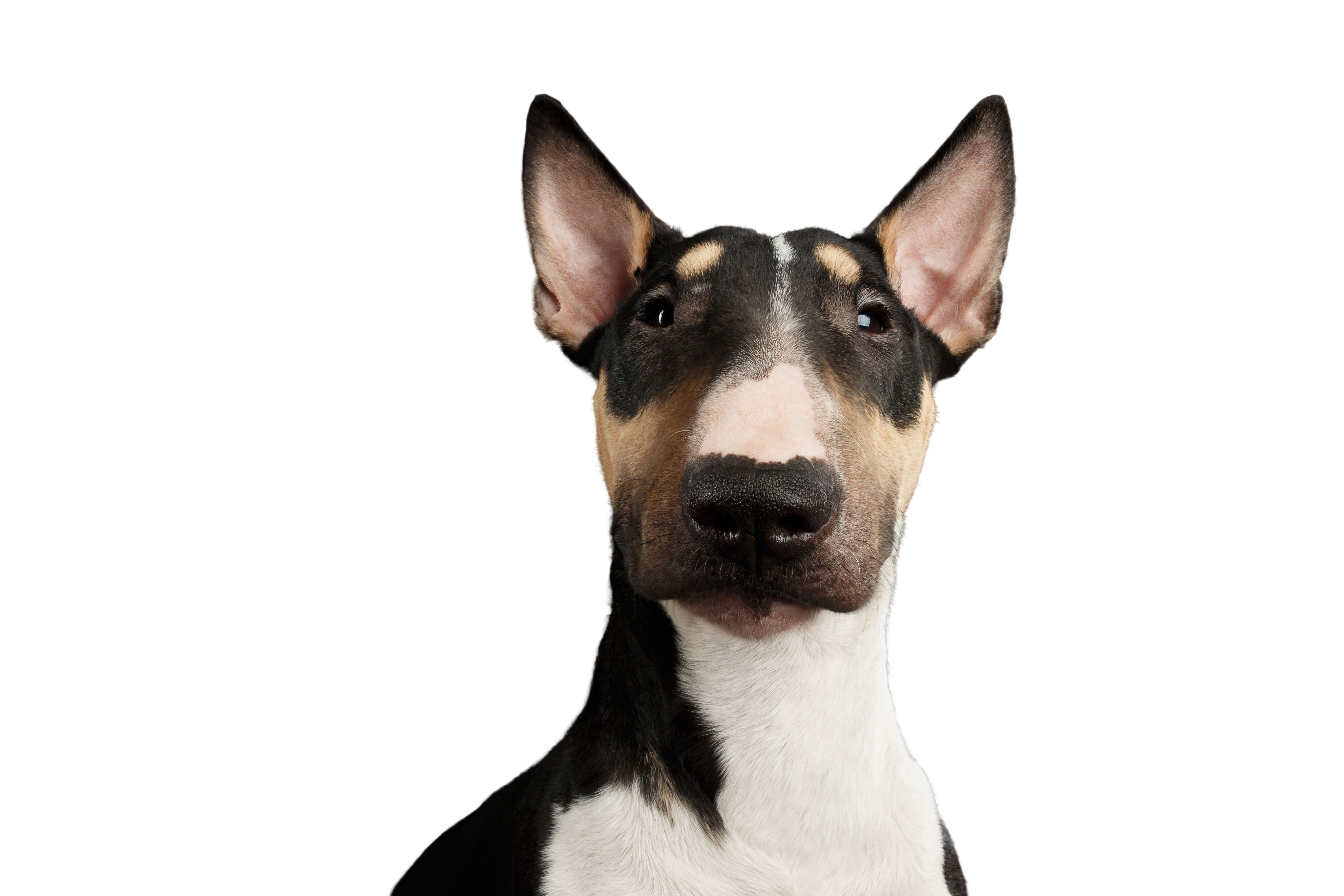 Miniature Bull Terrier: Character & Ownership Dog Pictures - dogbible