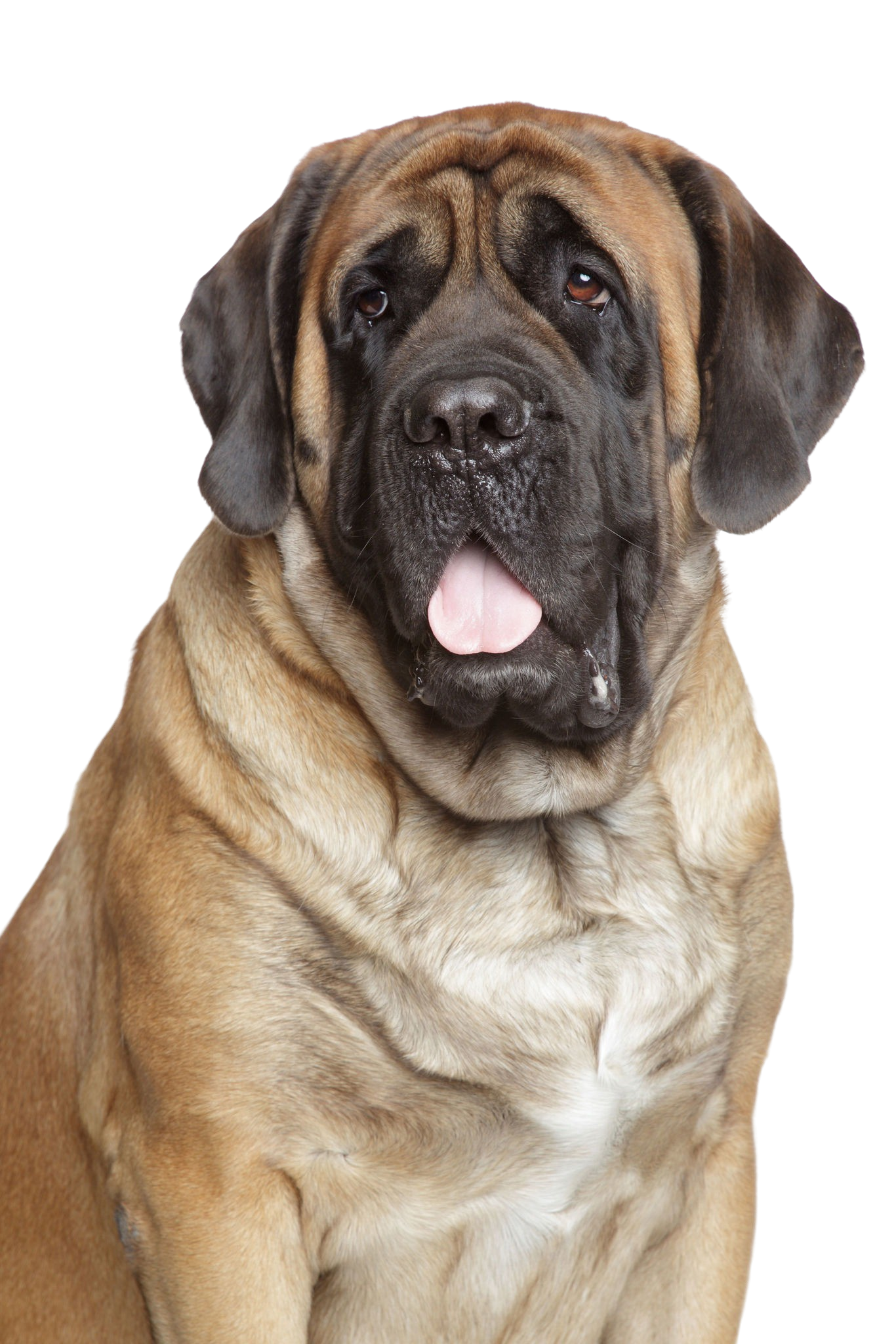 how much do english mastiffs shed