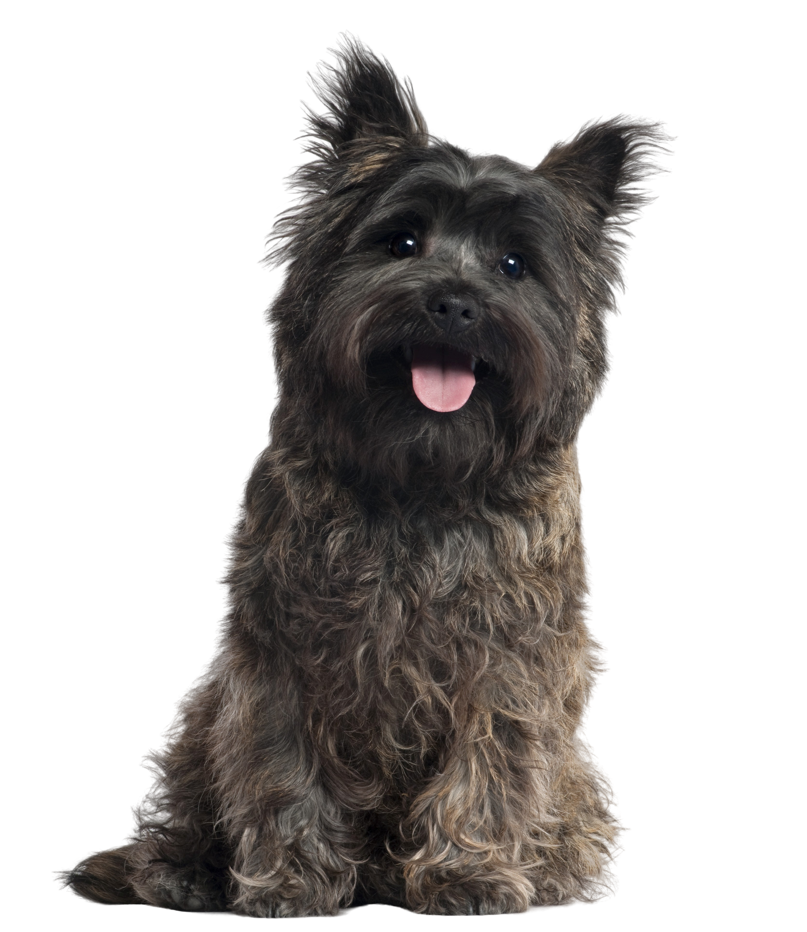 what is the best dog food for a cairn terrier