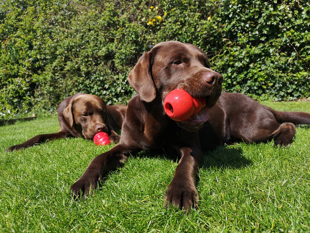 Kong filling recipes for really tasty Kong fillings dogbible