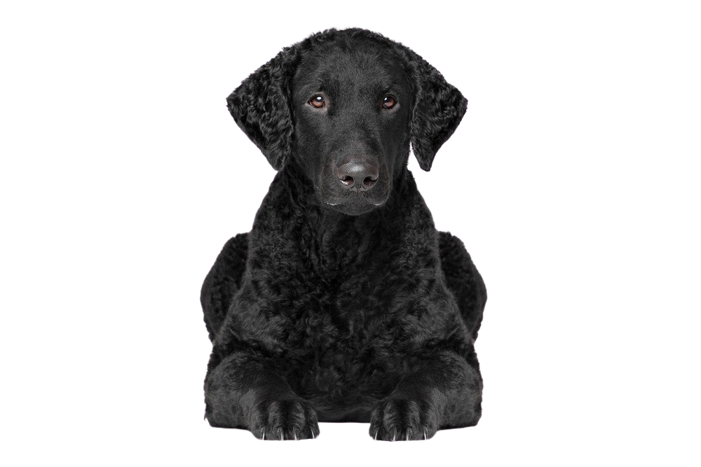 are curly coated retriever good with kids