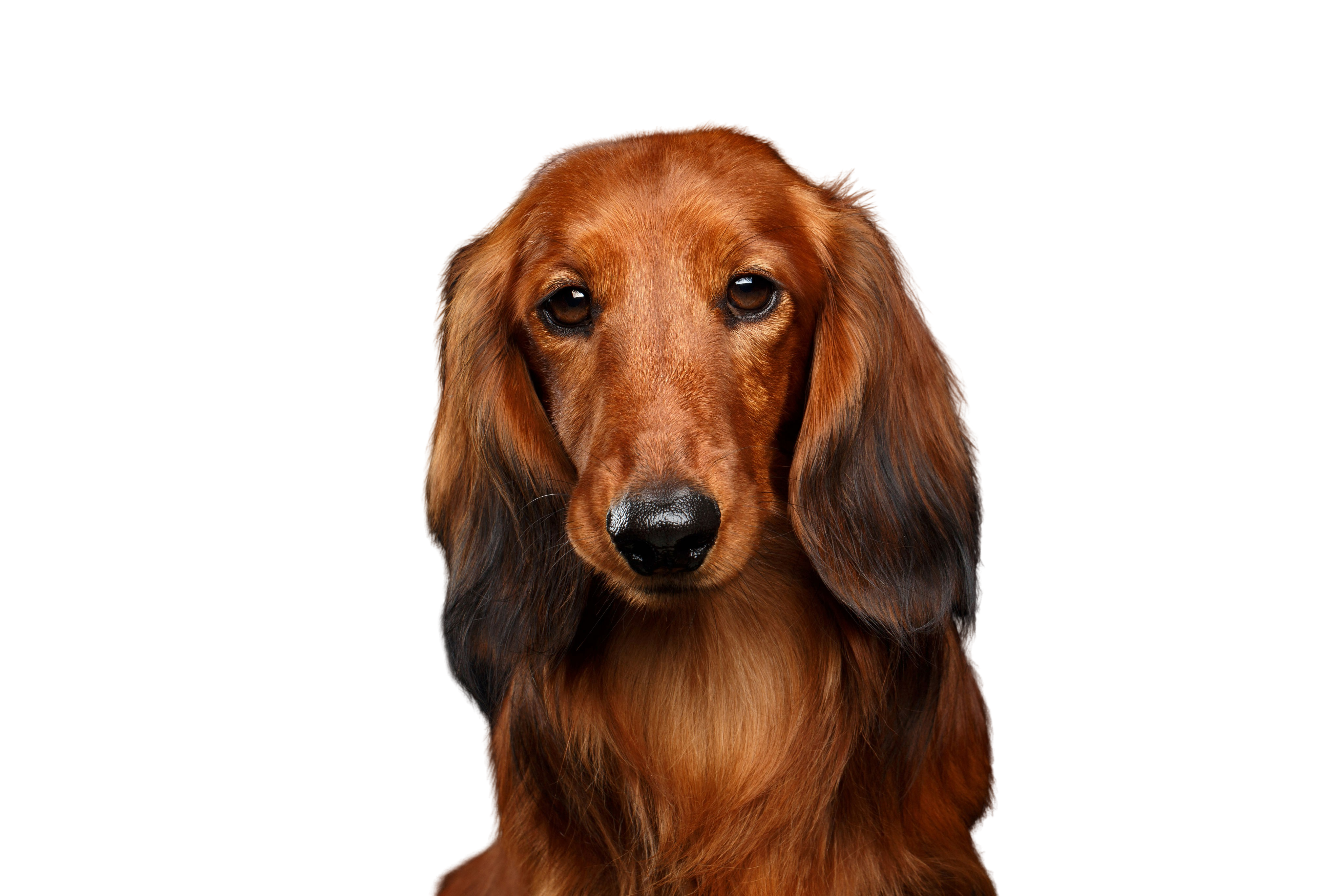 Miniature Dachshund: Character & Ownership - Dog Breed Pictures - dogbible